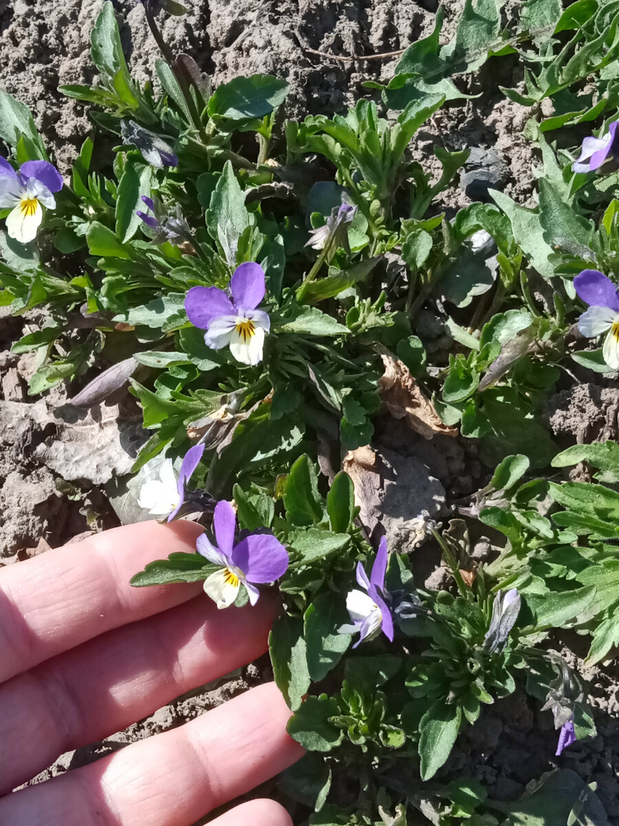 Это тоже мой сорняк. 