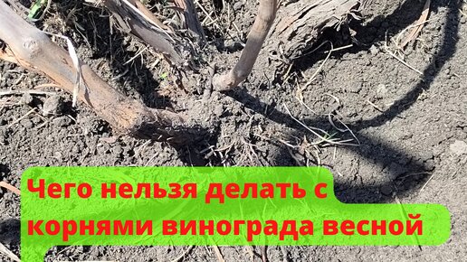 Чего не следует делать с корнями винограда весной. Рассказываю и показываю