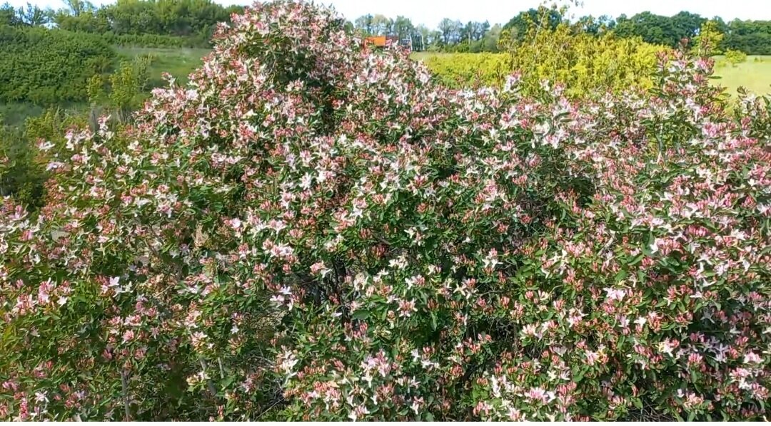 Видео тоже есть, ⤵️. Вот такой куст или дерево попалось мне, Алиса голосовой помощник определить не смог что это за растение, умная камера оказалась не такой уж и умной. 