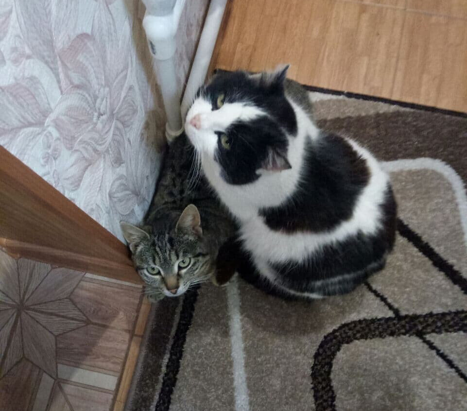 Фото автора. Мурка И Бася