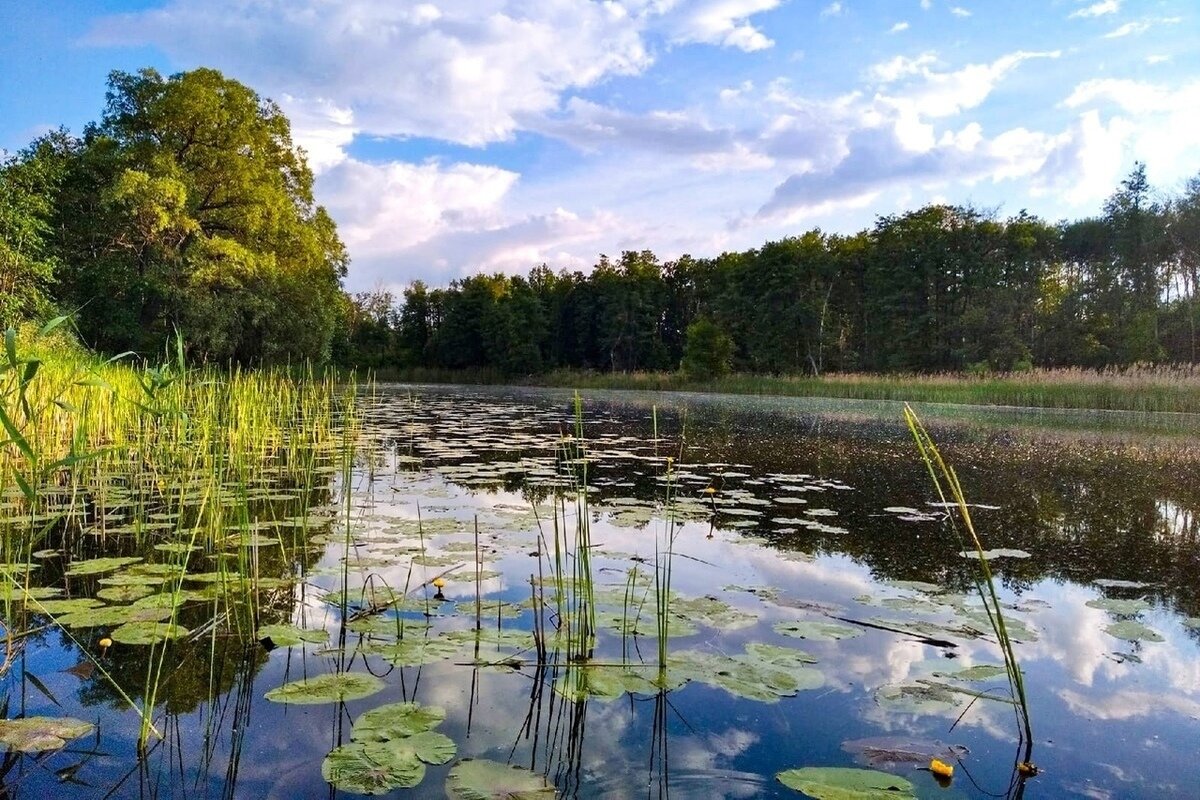 Урок по курсу "Окружающий мир" на тему: "Природа в опасности. Охрана природы", с