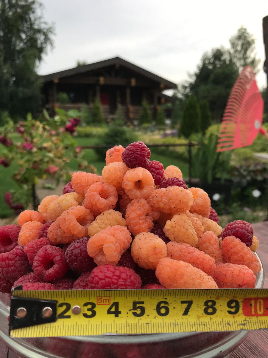 Оранжевая ягода это сорт Оранжевое чудо (вкусный, ароматный, но не транспортабельный)