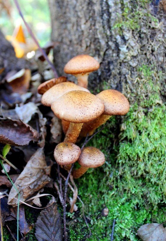 с ярко выраженным грибным запахом и не требуют дополнительной обработки, только сковорода, сливочное масло и огонь... ну можно еще лучка репчатого к ним добавить...