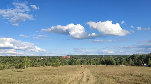 Осенний русский пейзаж с березками, коровками и далями