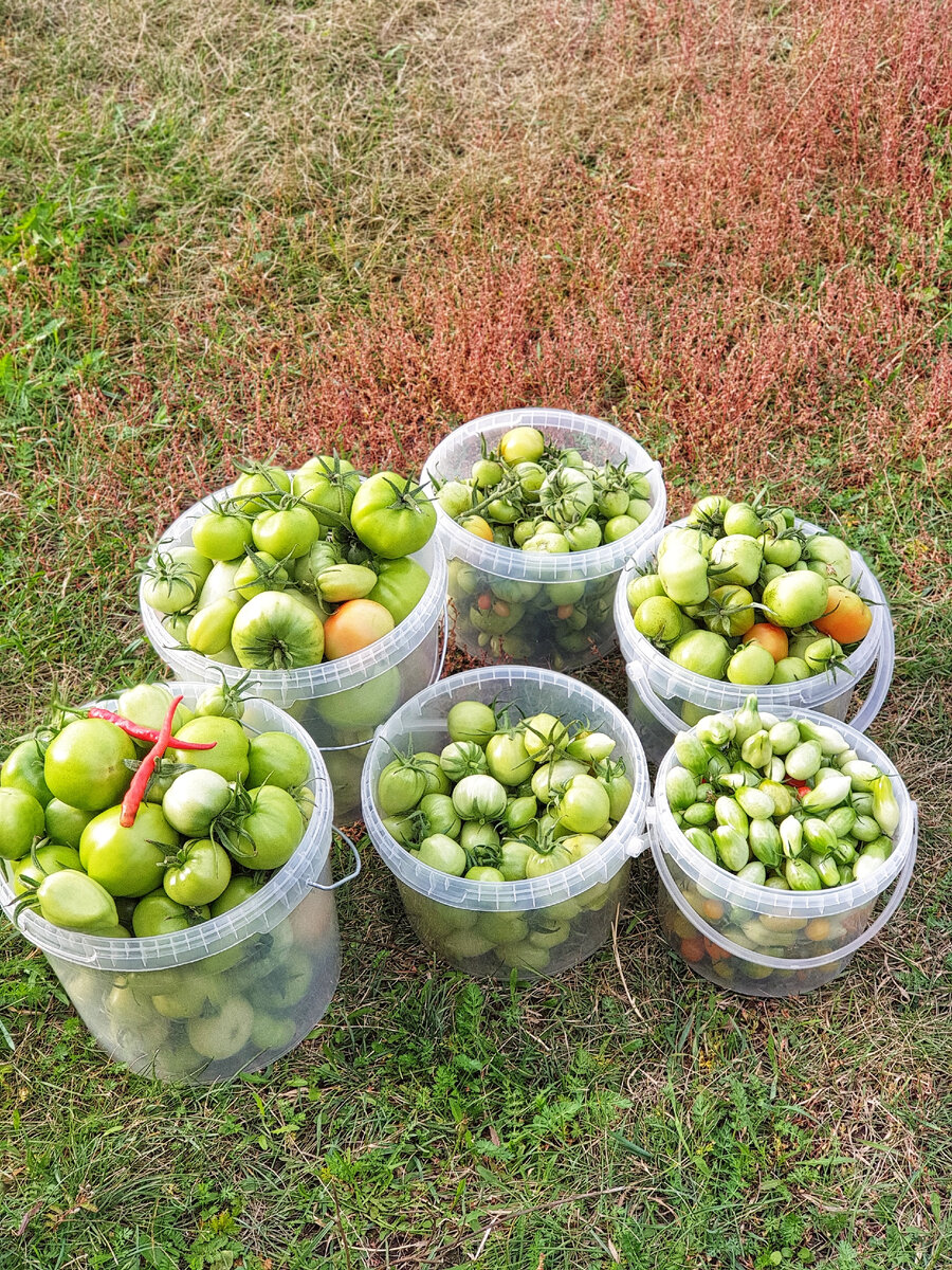 Когда живешь в стране вечно зеленых помидор, урожай выглядит вот так🤷‍♀️