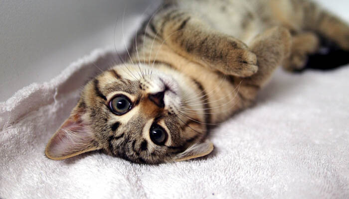 Нужна ли операция