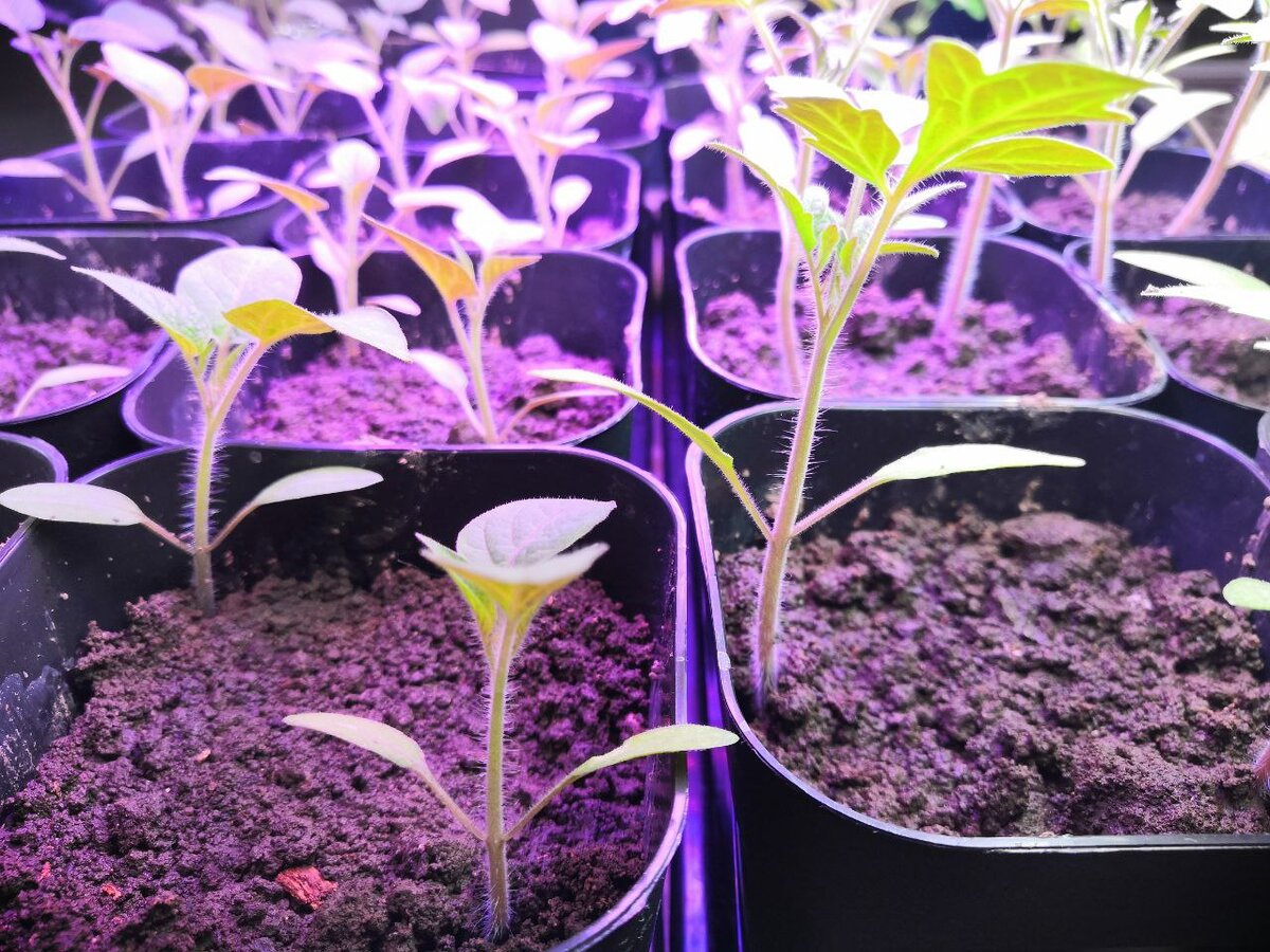 Моя рассада помидоров