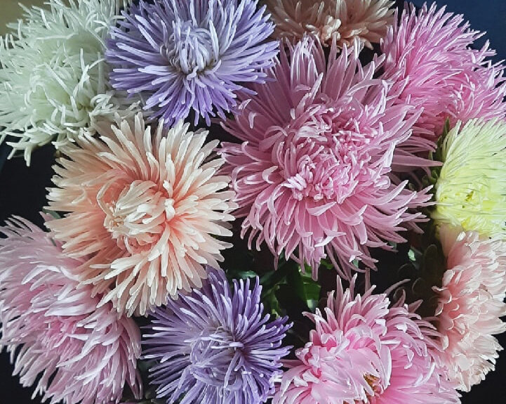 Астры из моего сада )