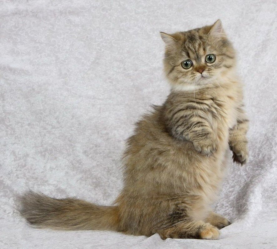 Фото заимствовано из Яндекс.Картинки. 