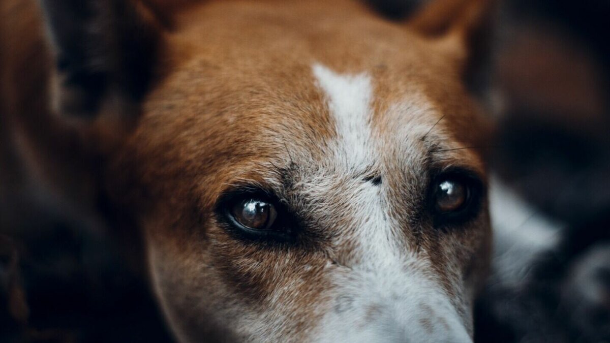     Мужчина открыл стрельбу в частном секторе в Краснофлотском районе. Мишенью стрелка стали несколько собак, в том числе и домашняя. Ей потребовалось серьезная операция.