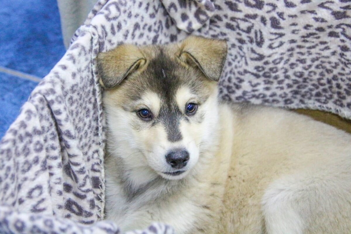 Снежка. Уехала домой Теперь её зовут Белочка.