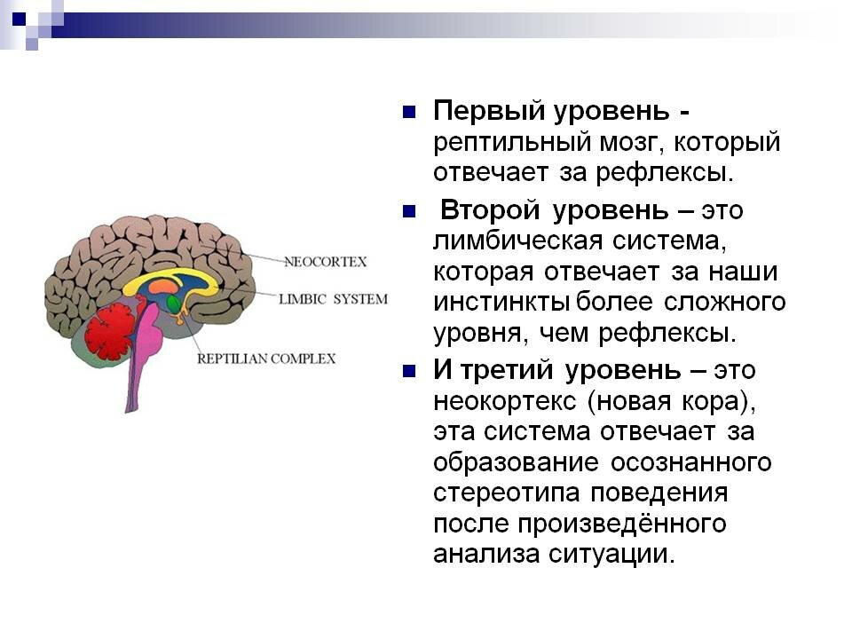 Может ли головной мозг. Мозг неокортекс лимбическая система. Строение головного мозга + неокортекс. Рептильный лимбический неокортекс 3 части. Отделы мозга рептильный мозг неокортекс.