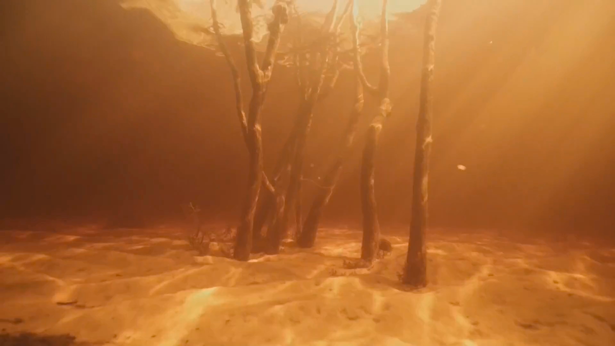 Амазонка. Деревья под водой