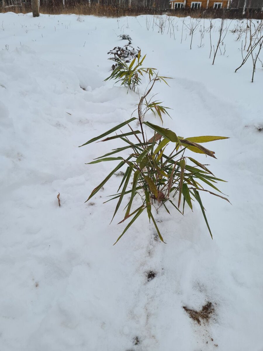 На улице -7, а зеленые побеги бамбука бодро торчат над сугробами и совсем не тронуты морозом