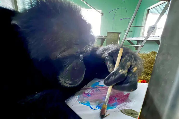     В США открылась первая в мире выставка картин, которые написали шимпанзе