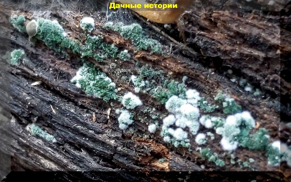 Как выглядит триходерма на земле фото