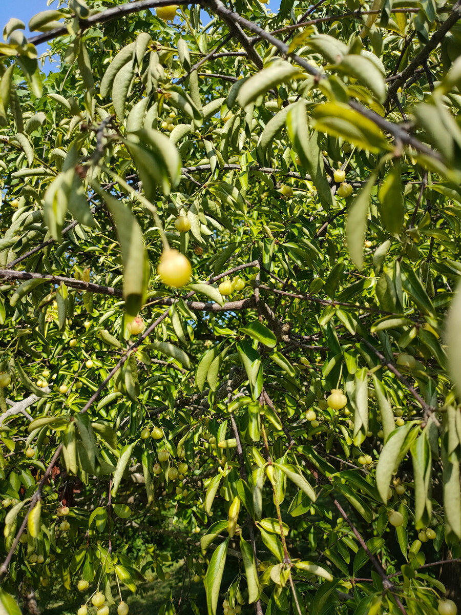 Если оказались в Сухуме, то сходите в ботанический сад, - рекомендовали мне туристы- он самый старый на Кавказе. Вот я отправилась посмотреть, что же там такое особенное есть.-8-2