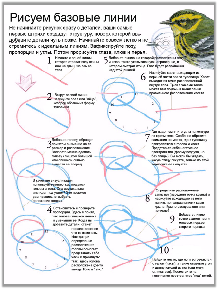 Как нарисовать птицу простым карандашом