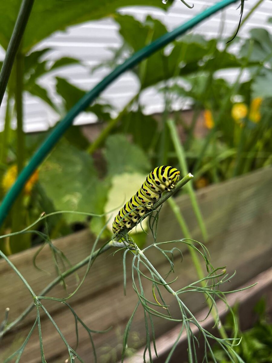 ГУСЕНИЦА НЕ УМЕЕТ ХОДИТЬ, БЕГАТЬ И ПРЫГАТЬ, НО ГОРАЗДО МОБИЛЬНЕЕ МЕНЯ. ФОТО ДОЧЕРИ ДЛЯ ПРЕВЬЮ