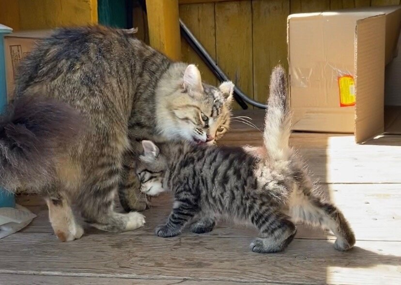 Котята разъехались по домам, а кошка осталась на попечении группы