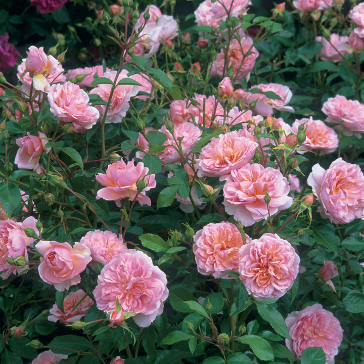 Фото David Austin Roses, Inc