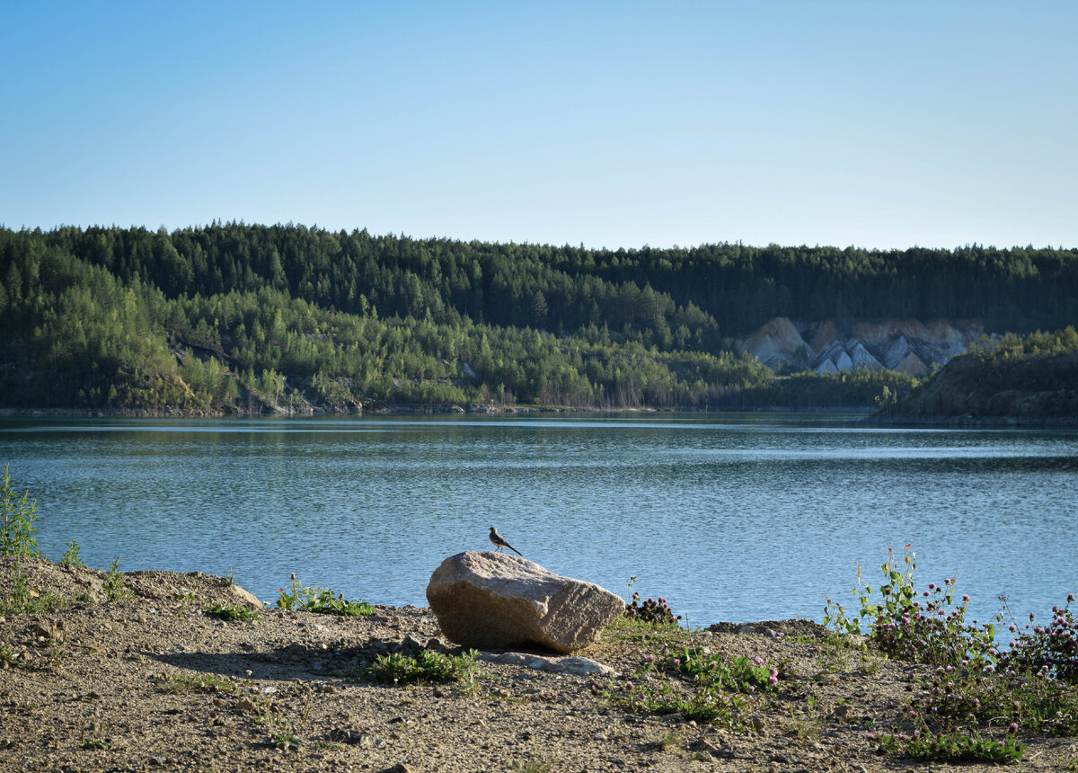 Трясогузка?