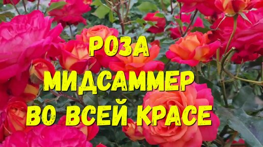 Роза Мидсаммер во всей красе, сезон 2023.