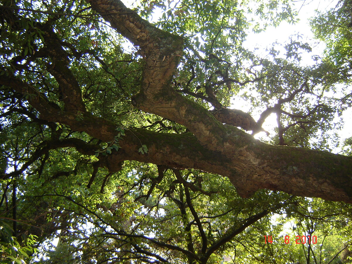 Дуб сизый полосатый