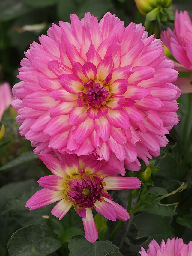 Георгина 'Salinas'.  Фотография с сайта https://commons.wikimedia.org/, автор Agnieszka Kwiecień, Nova (листайте галерею)