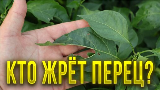 Дырки на листьях перца могут привести к потере урожая. Как защитить перец от вредителей?