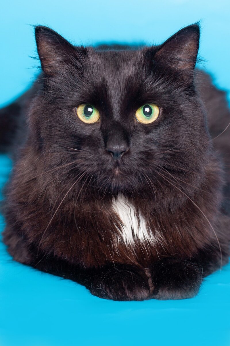 Черныш: большой, пушистый, черный кот в добрые руки! | Центр АНО  «ГБР.ЗООЗАЩИТА» | Дзен