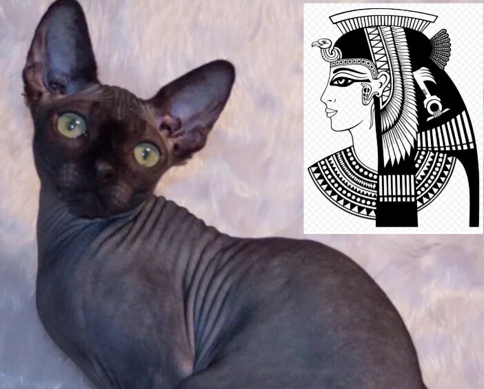 Кошки Клеопатры | 🎀 Мотя | Дзен