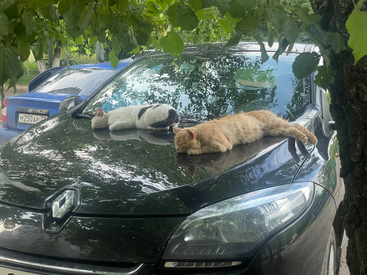Все фото статьи сделаны автором
