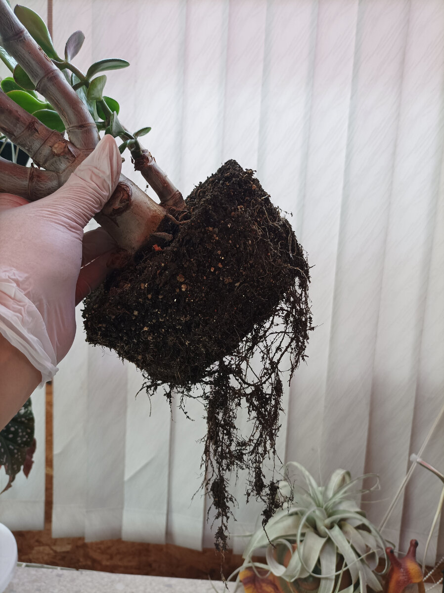 Крассула Овата корневая