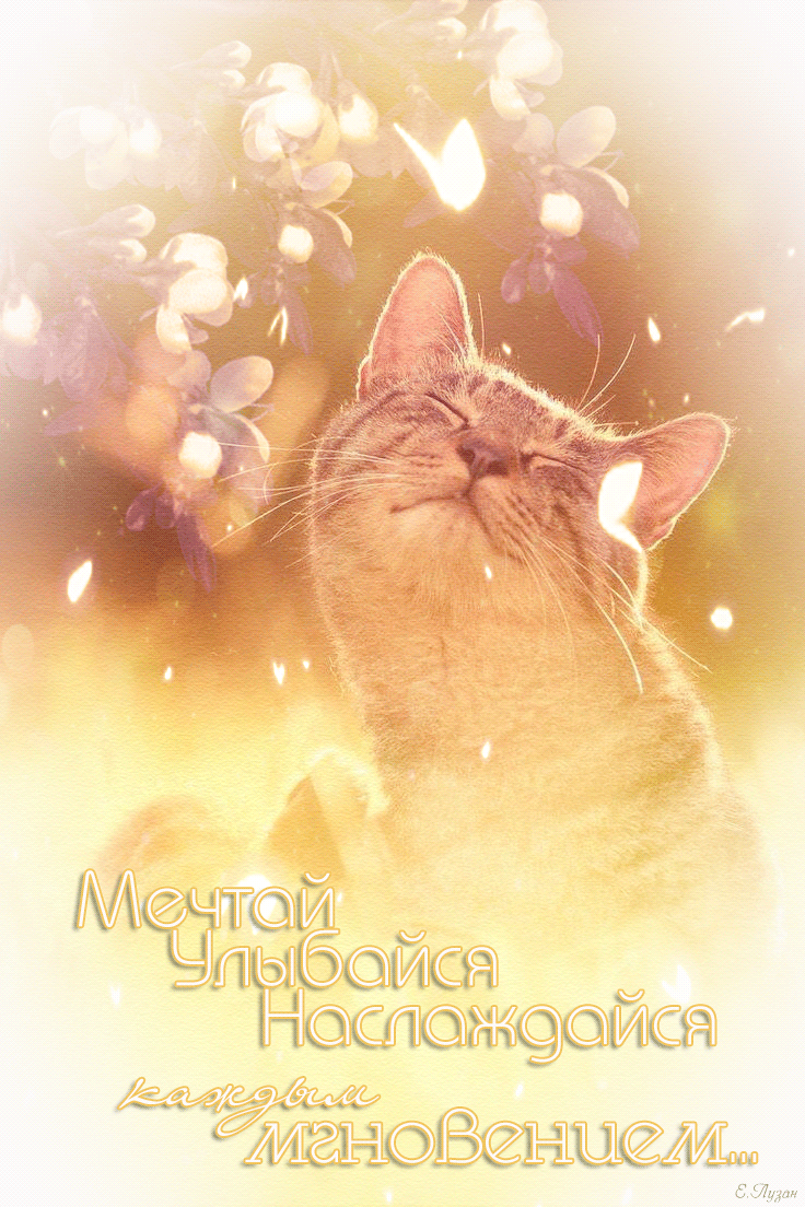 пожелания хорошего настроения. радуйся жизни с добрым утром. добрый день мечты сбываются. высказывания веселые позитивные. с добрым утром пусть исполнятся мечты.