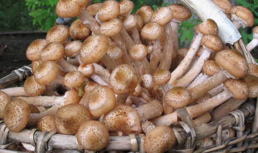 Осенние опята на самом пике сезона. Эти грибы растут большими группами, за один «подход» можно набрать солидный урожай. Их отличительной особенностью является нежная текстура и богатый вкус.