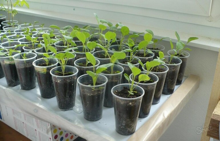 Покупаю рассаду капусты на рынке. Из таких стаканчиков очень удобно пересаживать рассаду