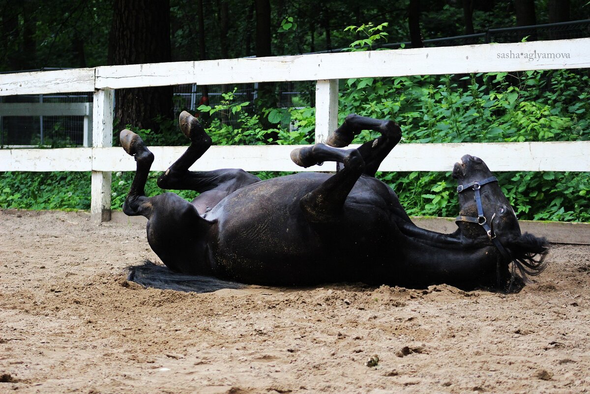 Вот так примерно я сейчас валяюсь. А тренировка была вчера. А завтра еще одна... Лошадки милые, но ноги, кажется, против)) (с) Фотоальбом группы "КСК "Ахиллес""