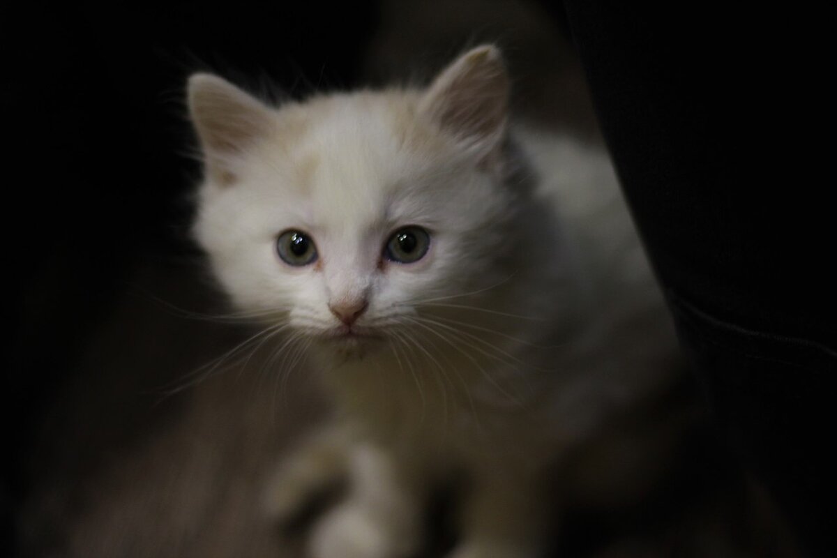 это он у меня первый день