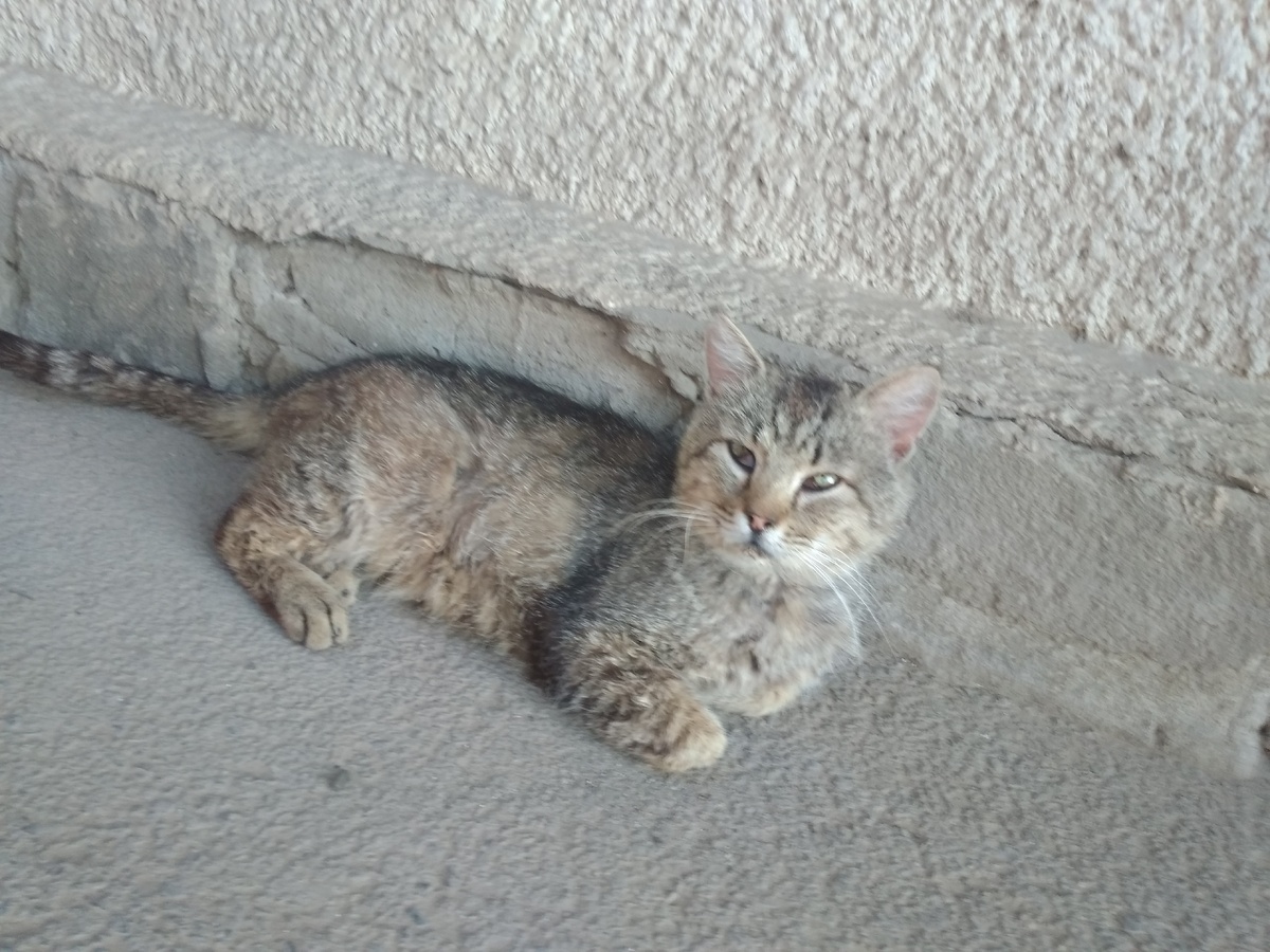 Голодный кот