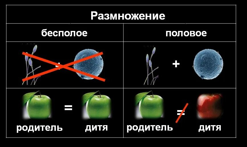 С точки зрения генетики. Бесполое размножение у человека. Абсолютная бесполость. Размножение личности. Размножение людей.