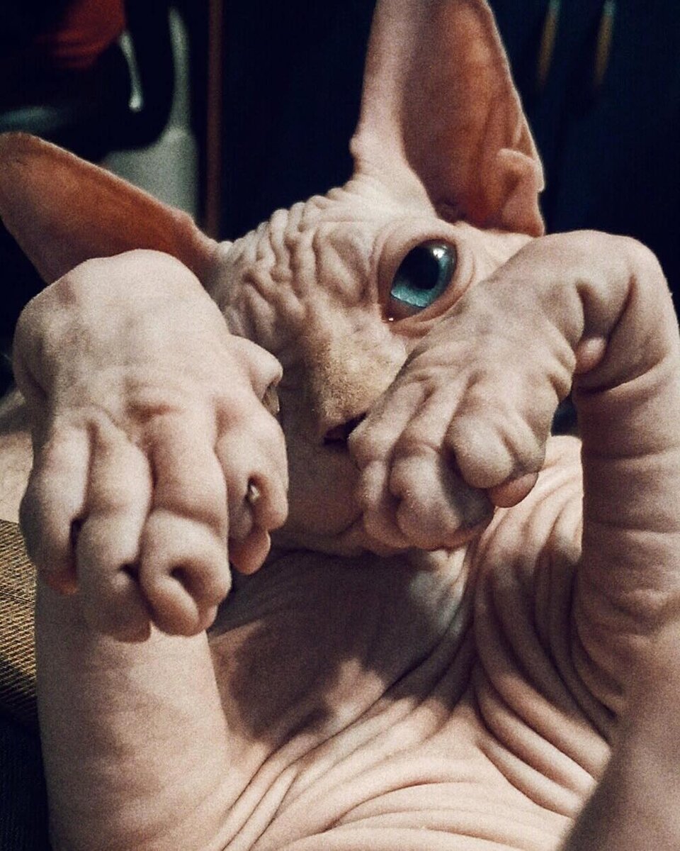 Фото не имеет отношения к инициатору вопроса. На фото с когтями сфинкса все в порядке. 