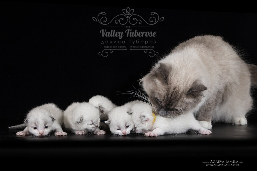 Котята рэгдолл из питомника "Долина тубероз"