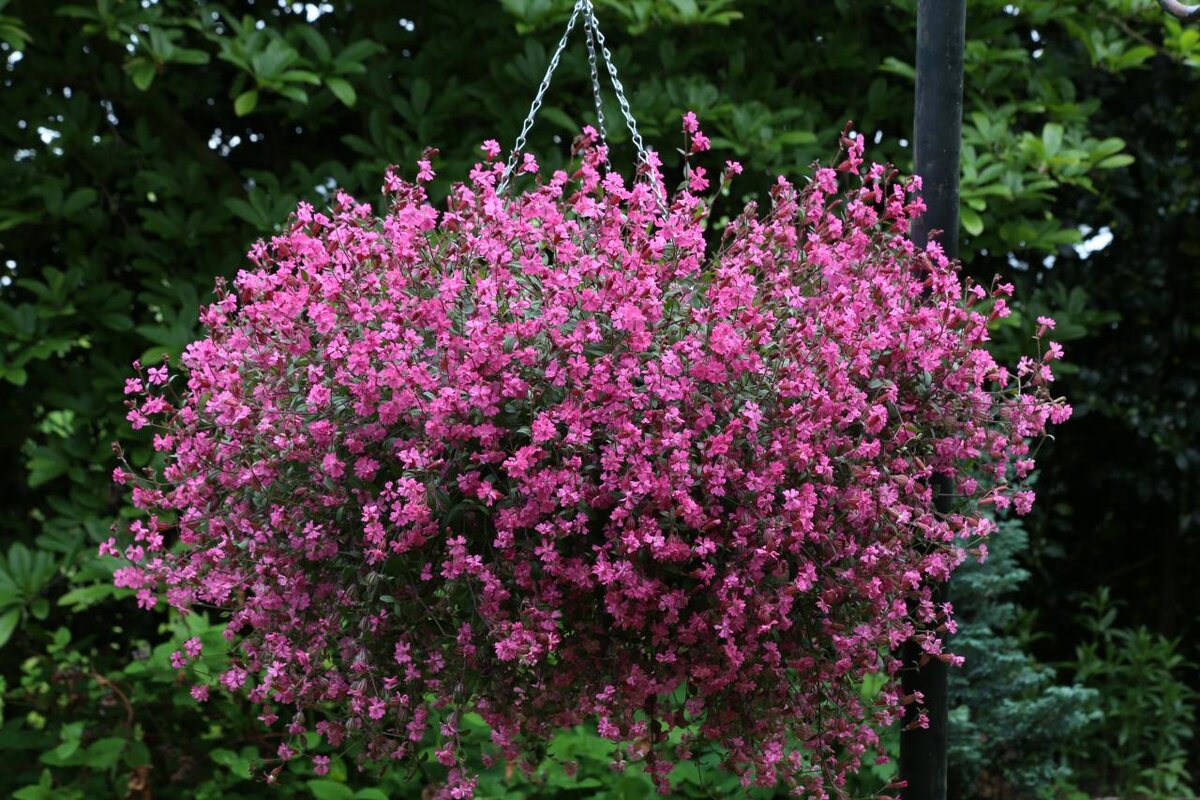 Смолевка повислая ‘Сибелла Кармине’, фото fleuroselect.com