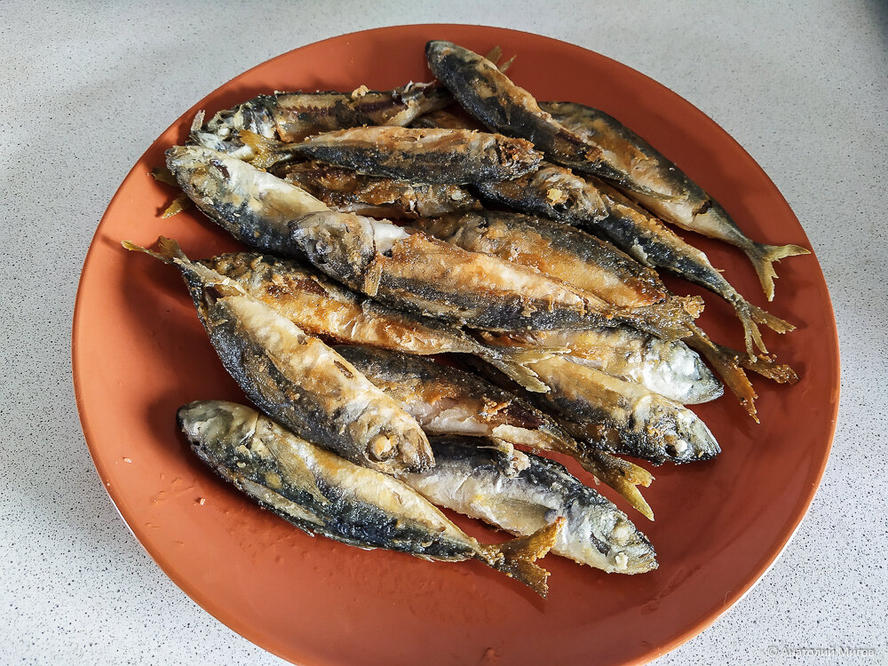 Крымская ставридка: что за рыба, как готовят и сколько стоит