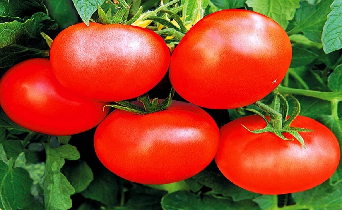 Сорта томатов,которые я вновь буду сажать в 2020 году, а какие больше не стану и вам не советую.