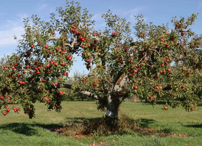 Чем подкормить весной яблони для урожайности
