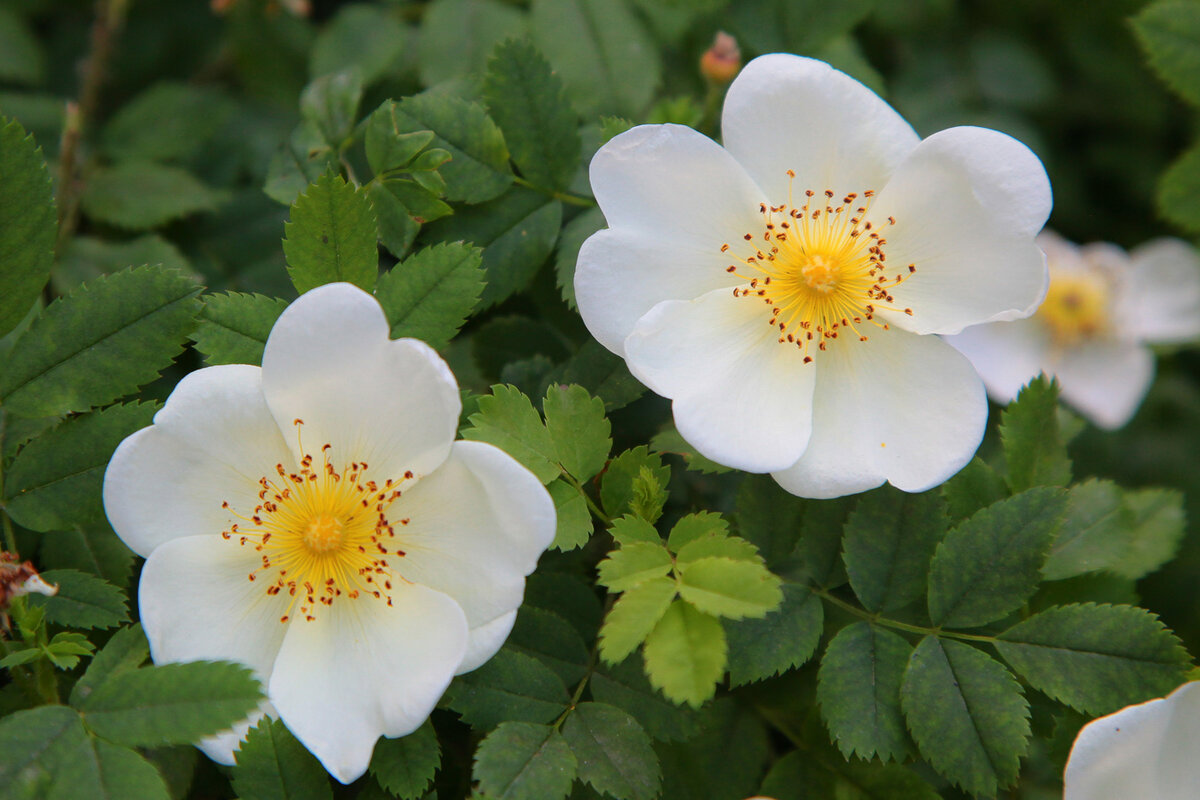 Роза колючейшая “Rosa pimpinellifolia”