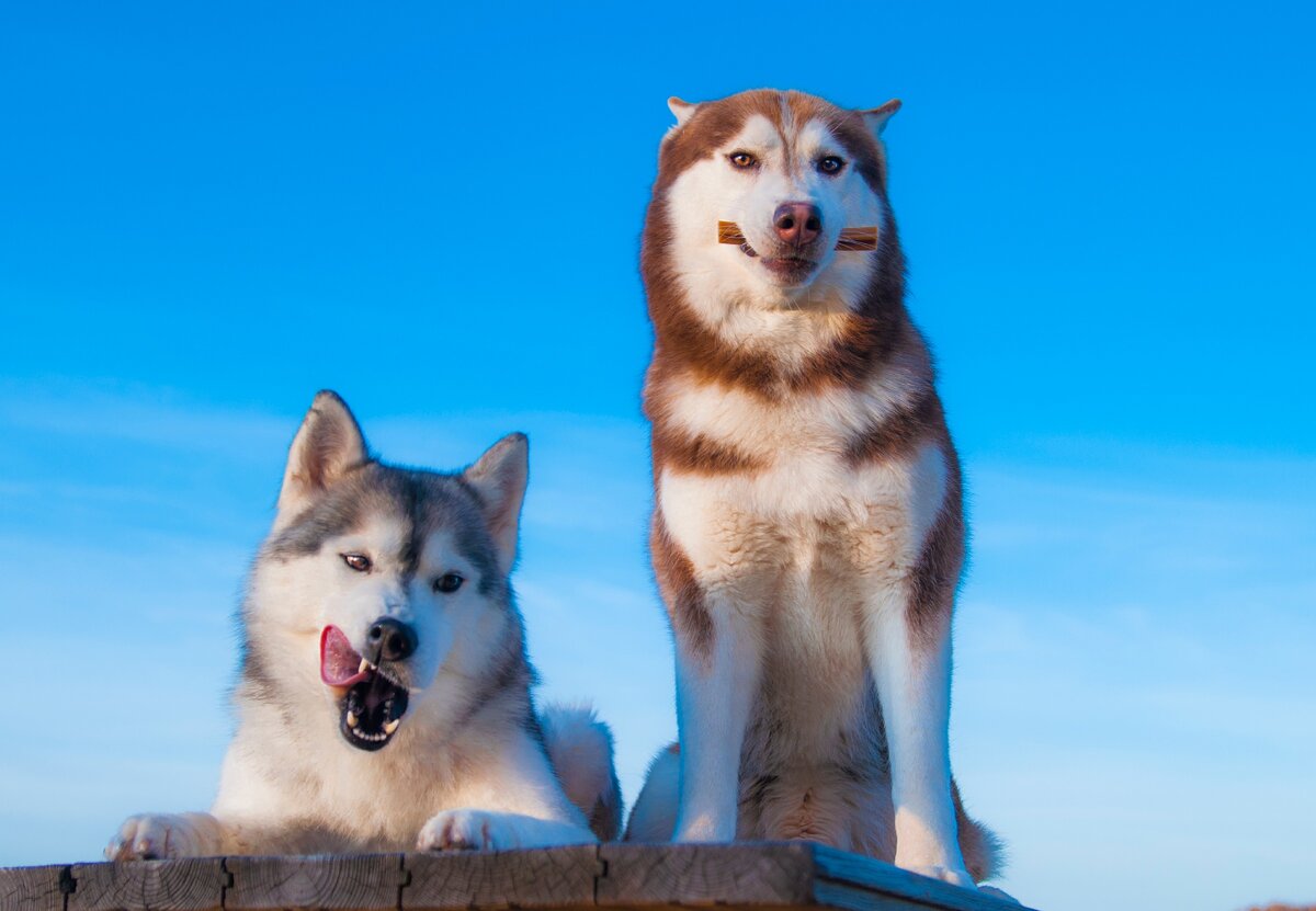 Это Нотка и Игорь, забрались на стол для пикника и отказываются спускаться... 
