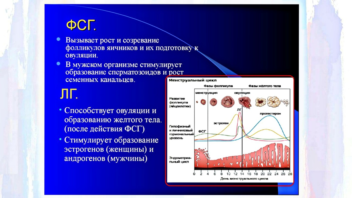 Вкратце о гормонах ФСГ и ЛГ и их функциях